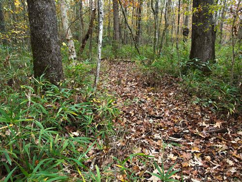 Talladega County Alabama Timberland For Sale Landflip - cheap land access utilities sylacauga talladega county alabama